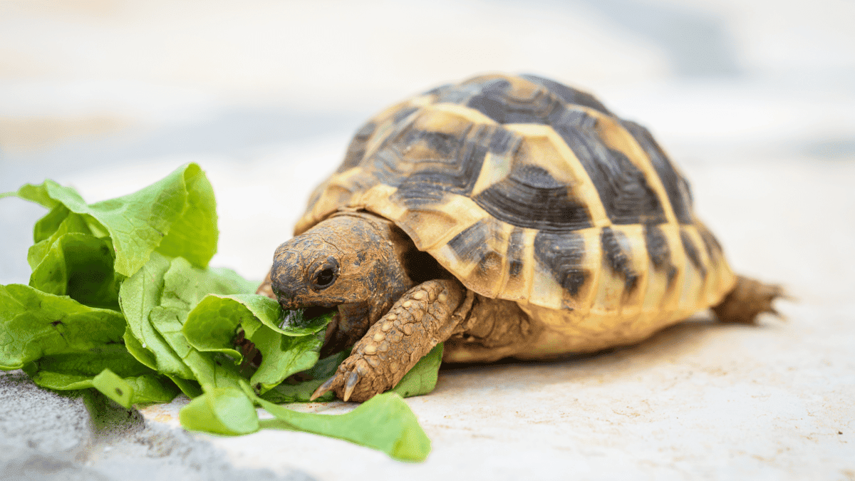 How to take care of a tortoise