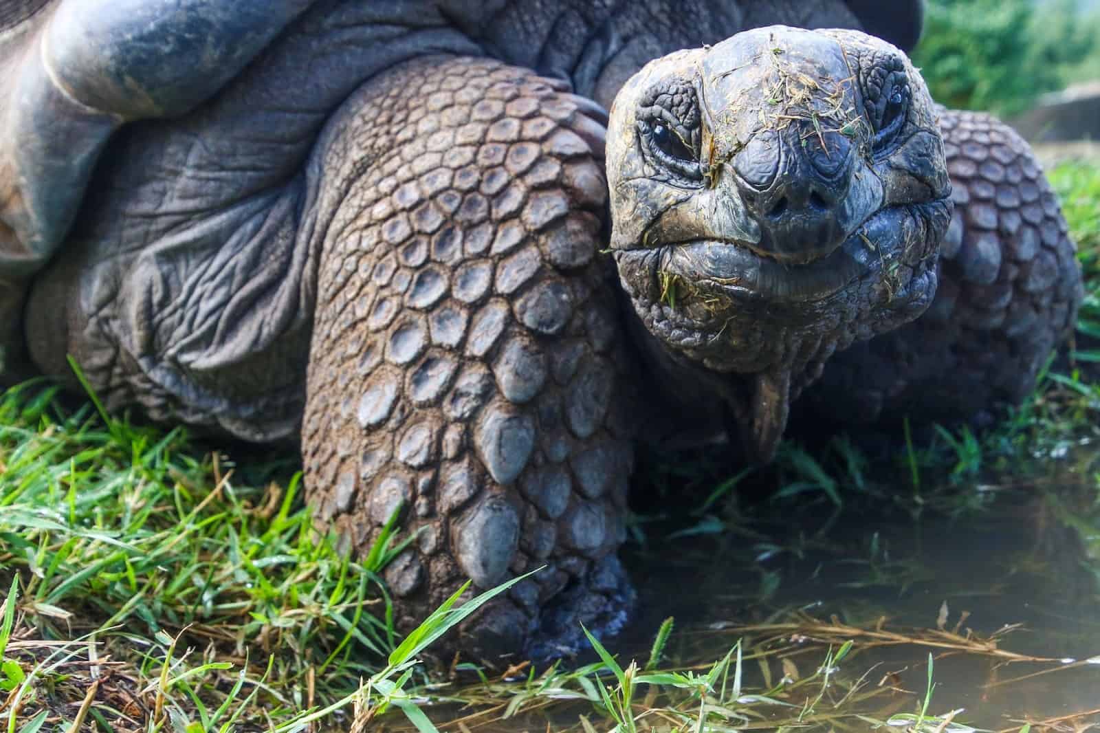 why do tortoises live so long