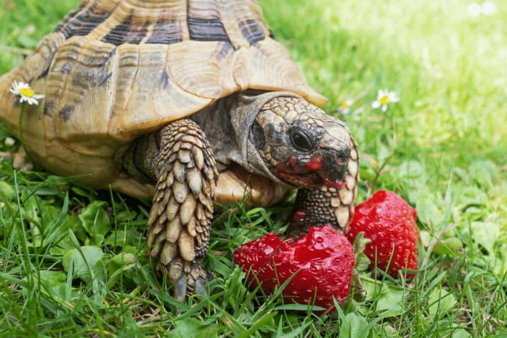 What does a tortoise eat