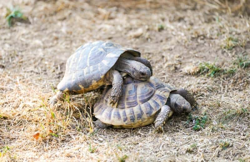 How do Tortoises Mate