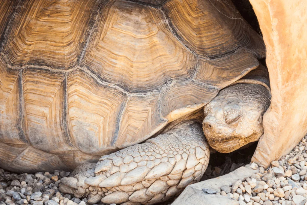 Tortoise hibernation