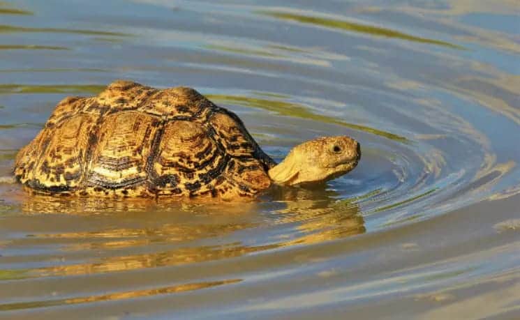 Can tortoise swim