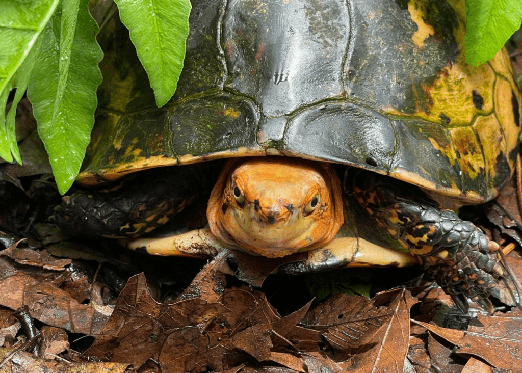 What eats a tortoise? Exploring tortoise predators