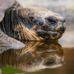 Do tortoises like water