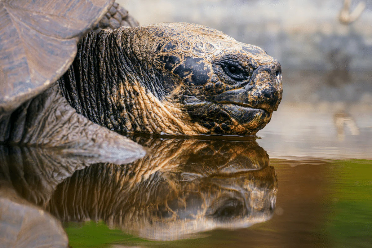 Do tortoises like water? Diving into the Truth