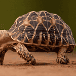 Different types of tortoises