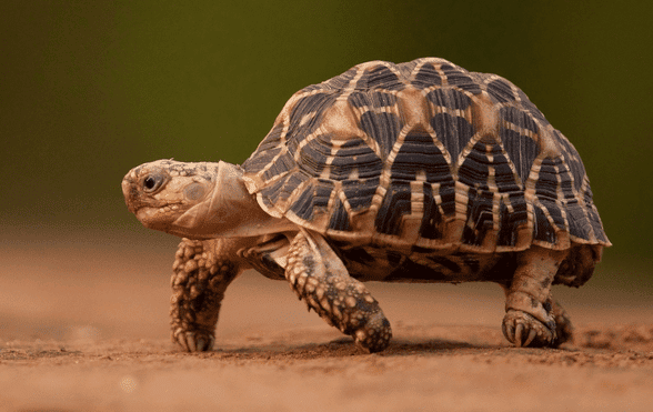 Different types of tortoises