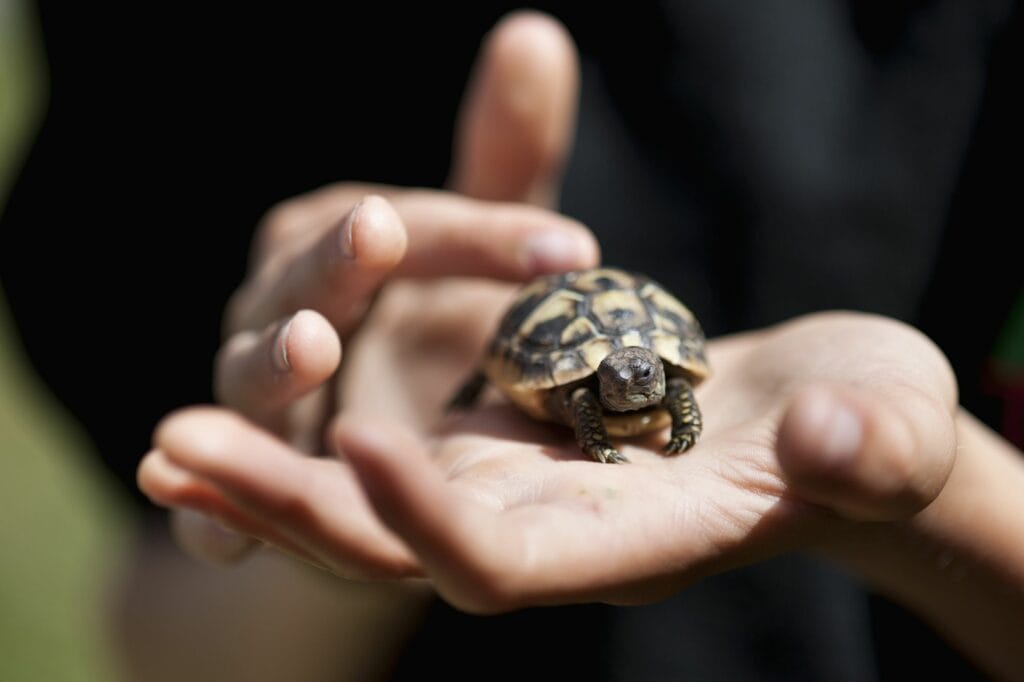 How big do Hermann tortoises grow