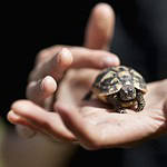 How big do Hermann tortoises grow