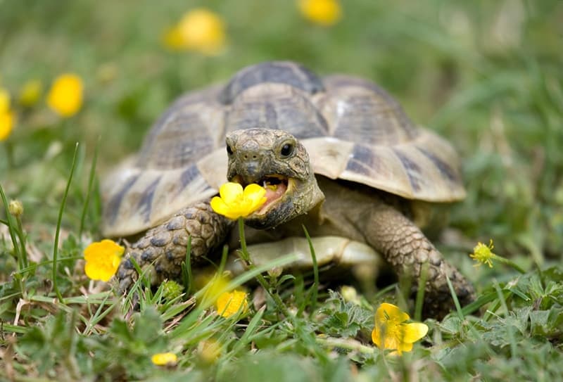 What flowers can tortoises eat
