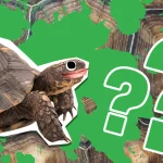 fun facts about tortoises