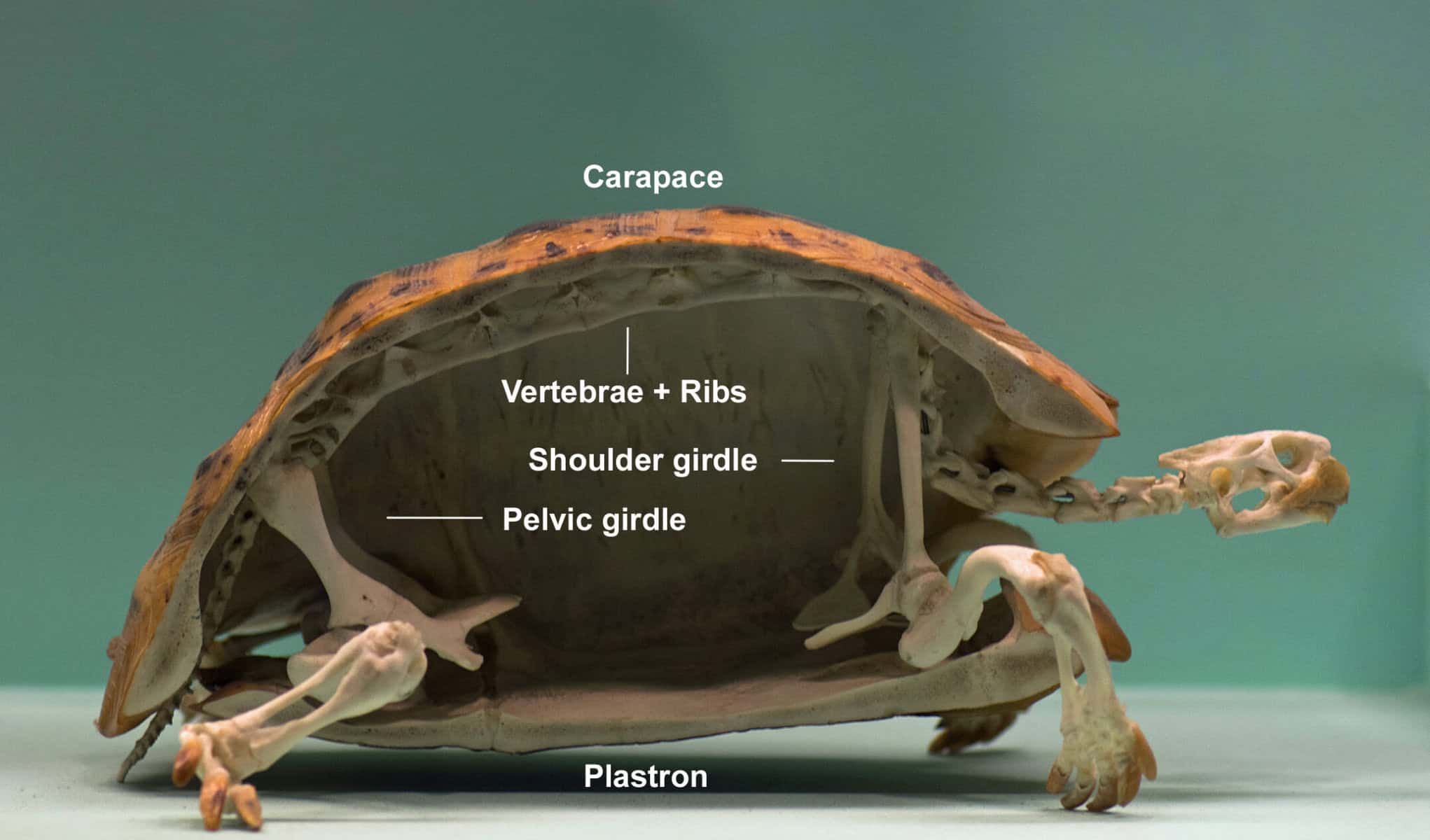 Can tortoises feel their shell