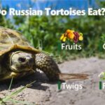 What do Russian tortoises eat