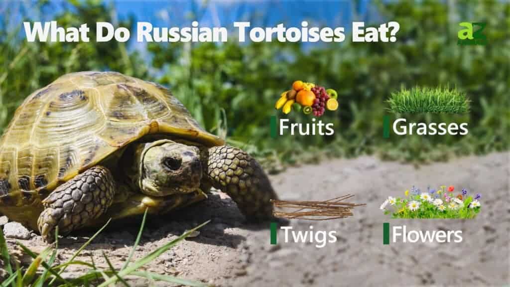 What do Russian tortoises eat?