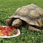 What do Sulcata tortoise eat