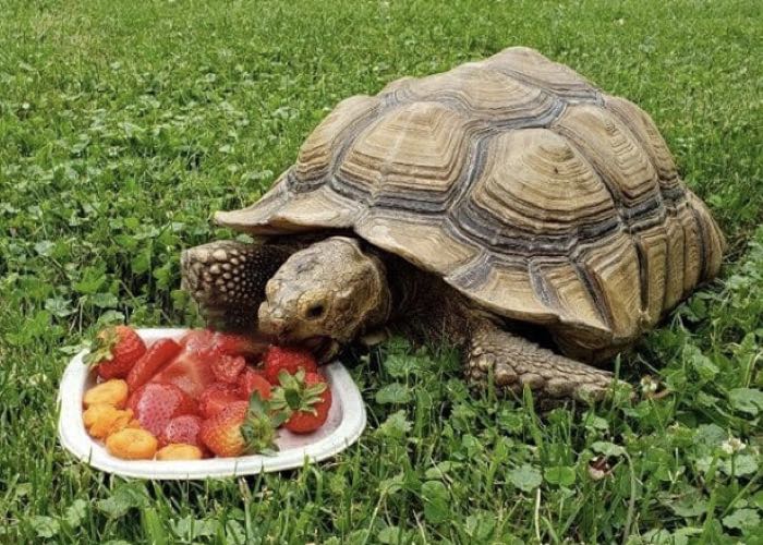 What do Sulcata tortoise eat