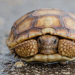 Do desert turtles hibernate