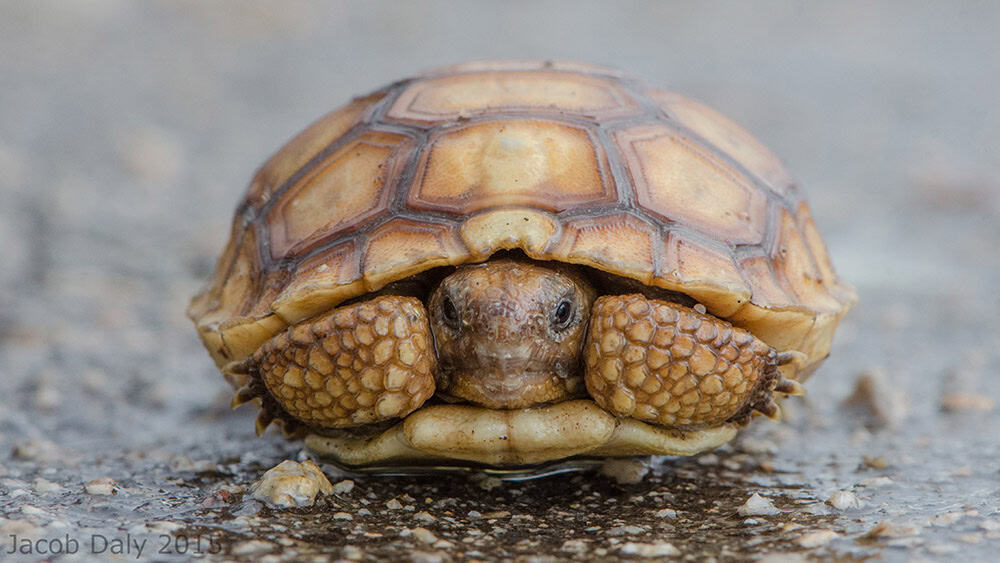 Do desert turtles hibernate