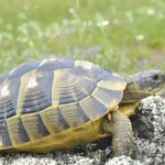 How big do Greek tortoises get