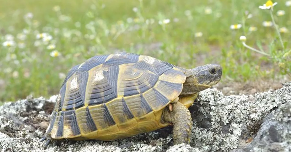 How big do Greek tortoises get