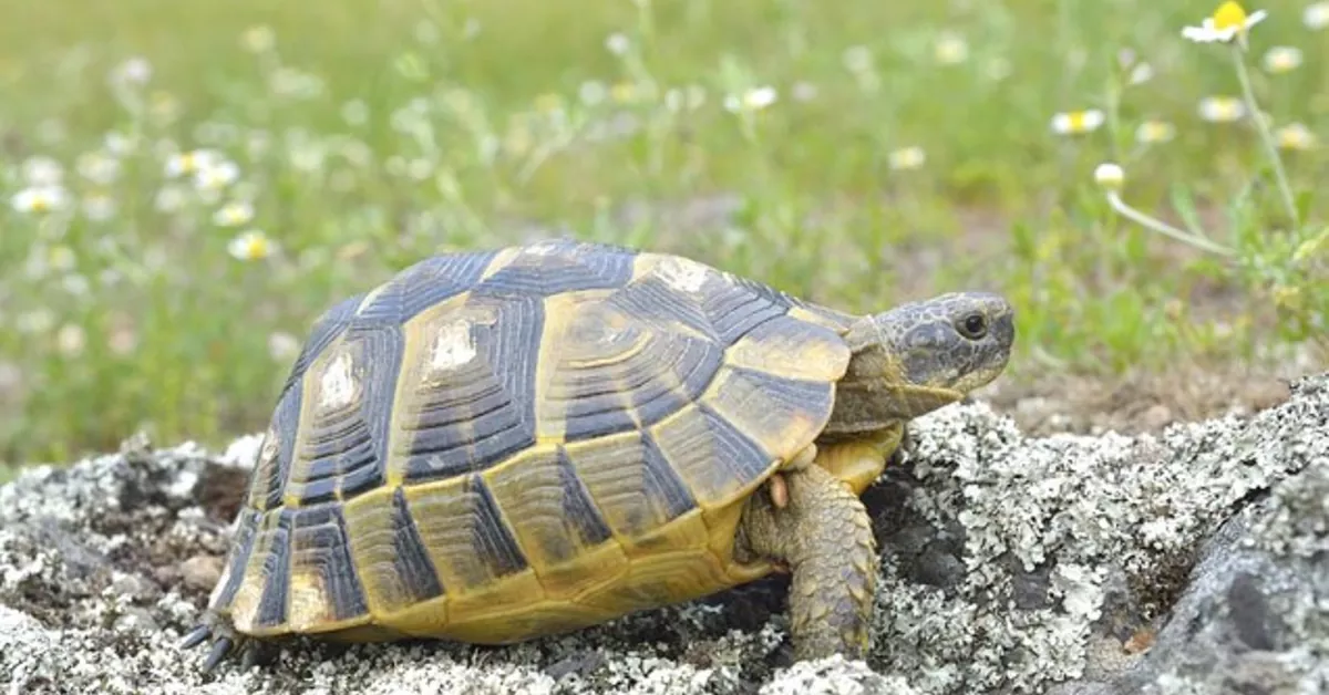 How big do Greek tortoises get?