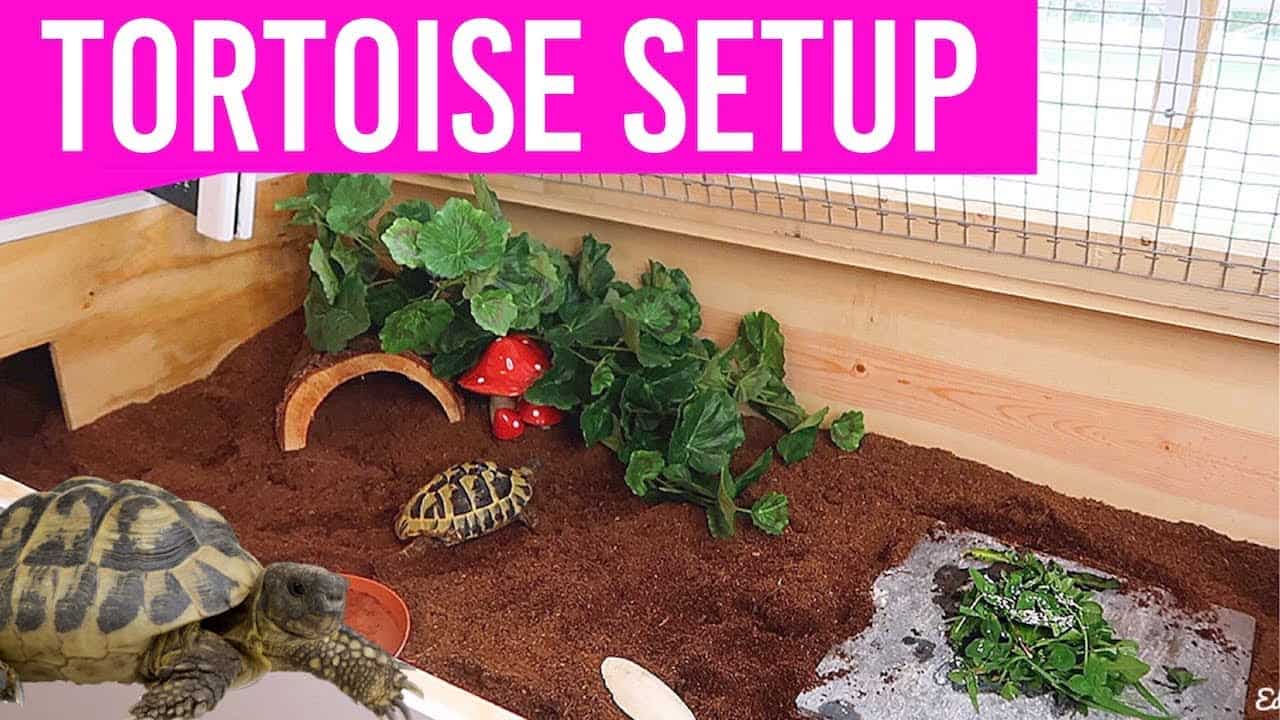 How to build a tortoise enclosure