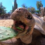 What do Galapagos tortoises eat