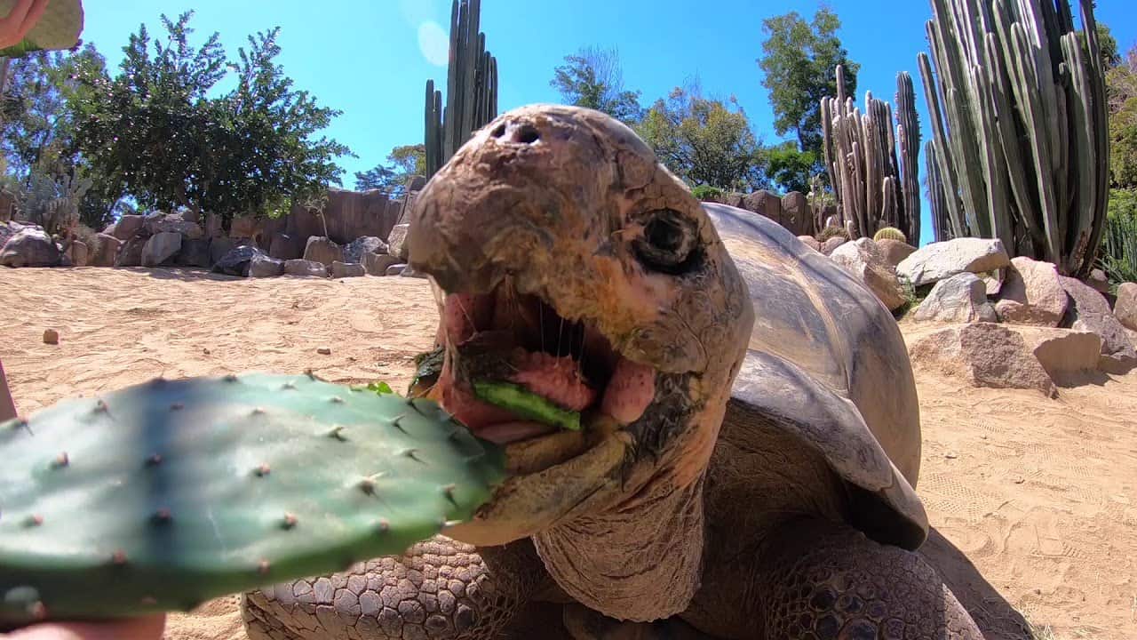 What do Galapagos tortoises eat?