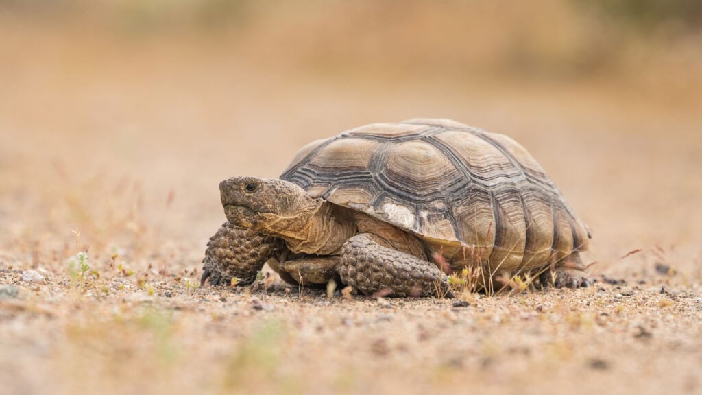 What do desert tortoises eat