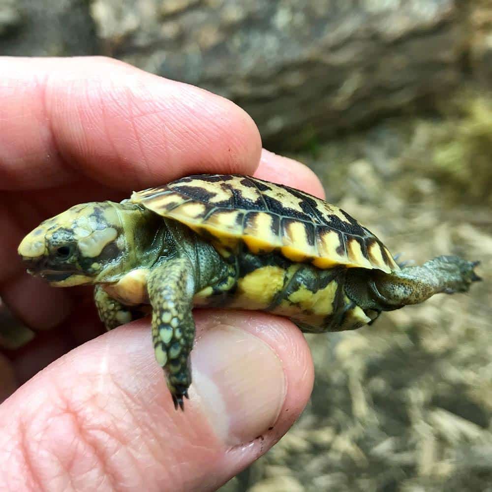 tortoise that stay small