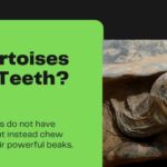 Do tortoise have teeth