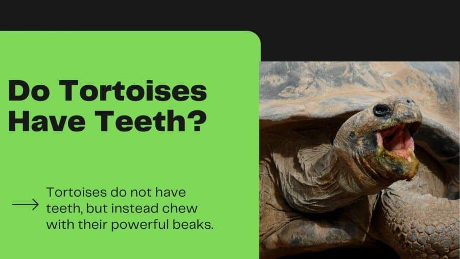 Do tortoise have teeth