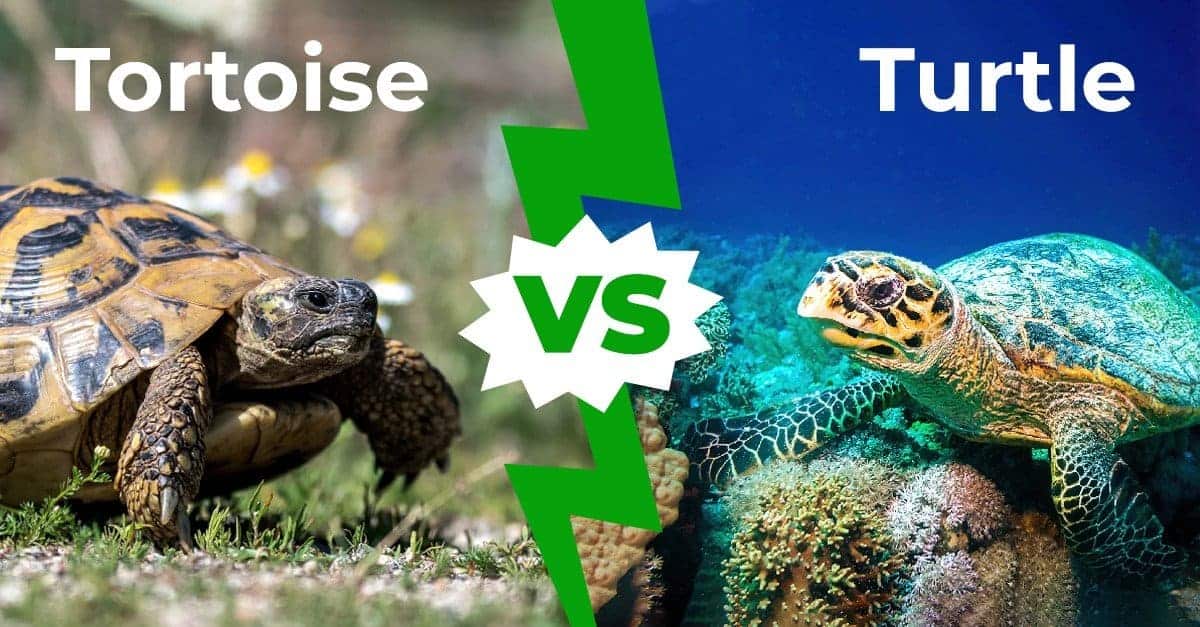 What is the difference between turtle and tortoise