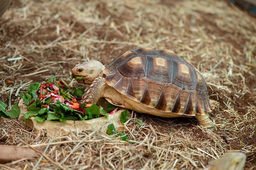 top tortoise