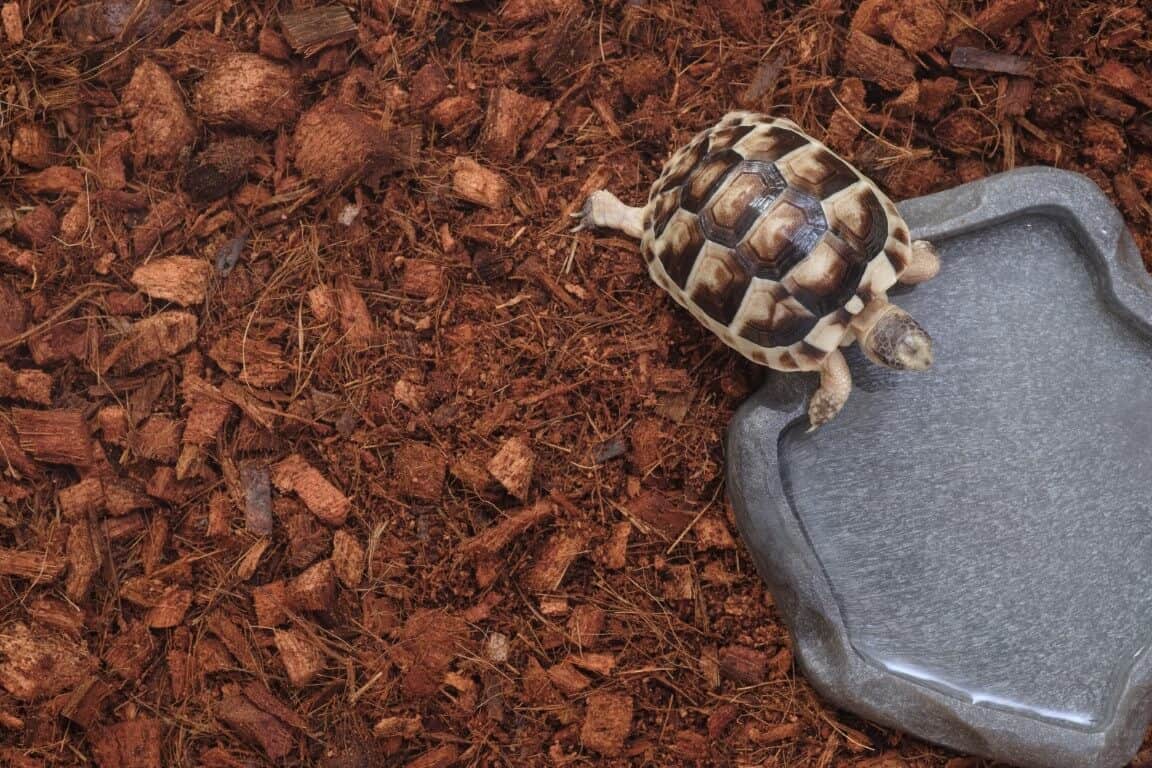 Tortoise Substrates and Bedding Options