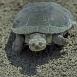 wild tortoise species