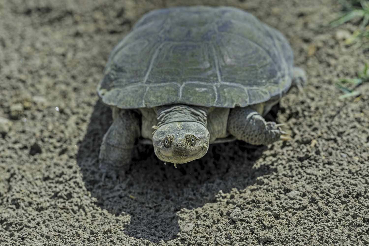 Exploring Wild Tortoise Species: Galapagos vs Desert tortoise