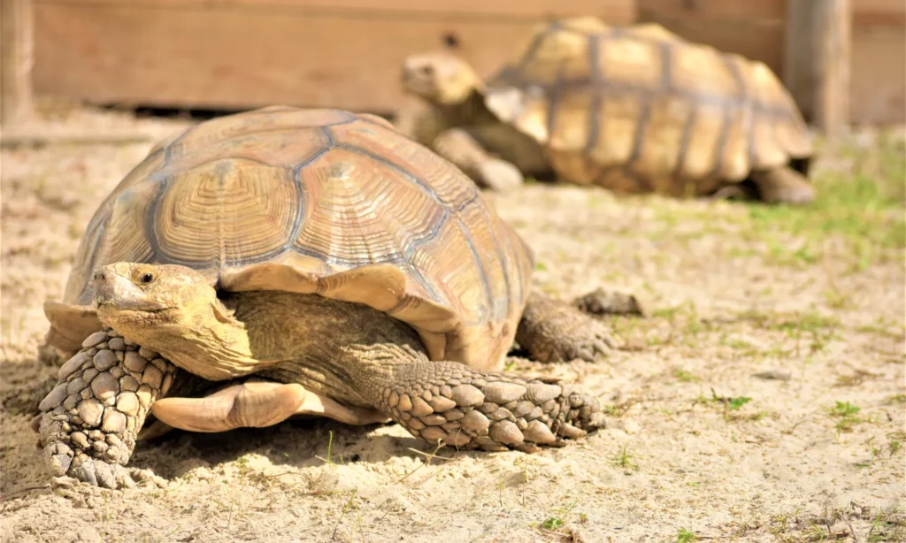 How to breed Sulcata tortoises