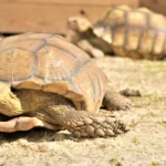 How to breed Sulcata tortoises