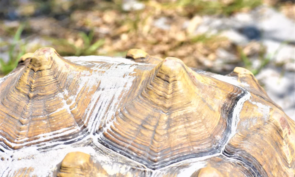 Tortoise Shell Pyramiding