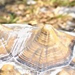 Tortoise Shell Pyramiding