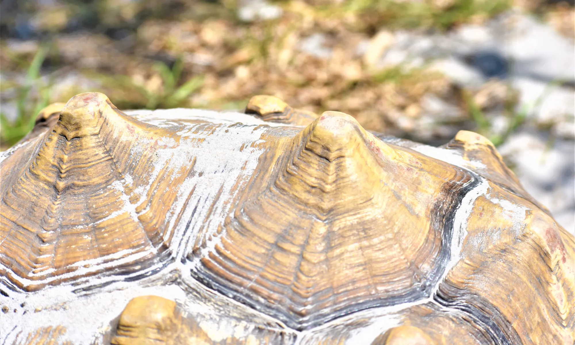 Tortoise Shell Pyramiding