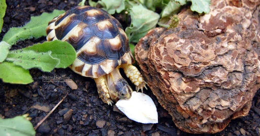 Homemade tortoise food recipes