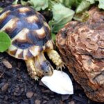 Homemade tortoise food recipes