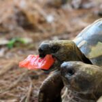 tortoise diet