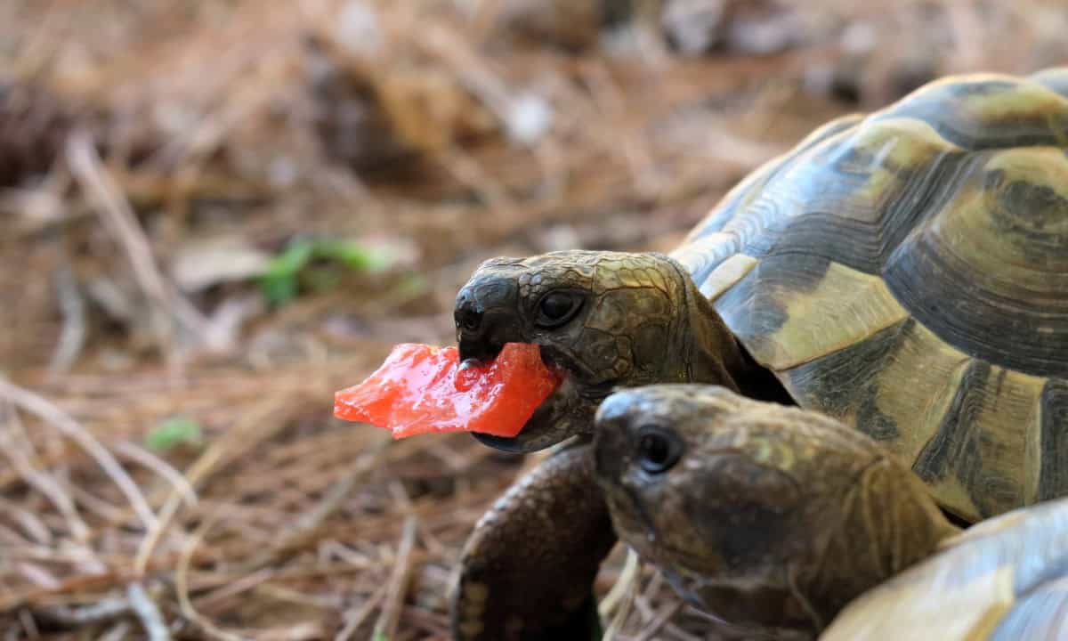 tortoise diet