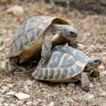 tortoise breeding