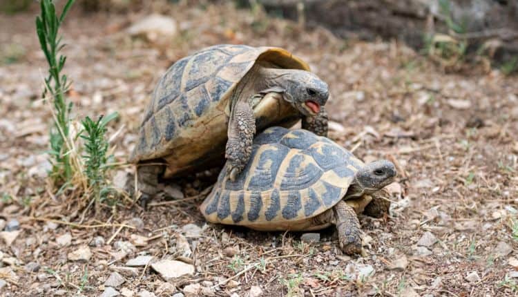 tortoise breeding