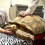 Tortoise Health