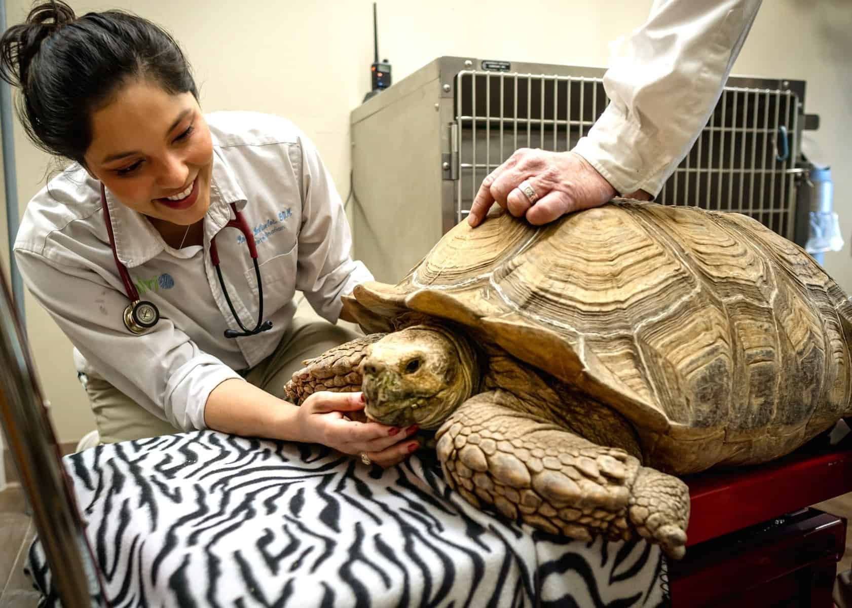 Tortoise Health